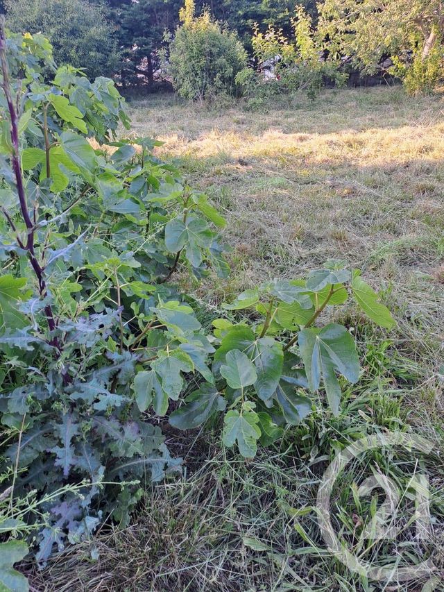 terrain à vendre - 693.0 m2 - GUILVINEC - 29 - BRETAGNE - Century 21 Celtimmo